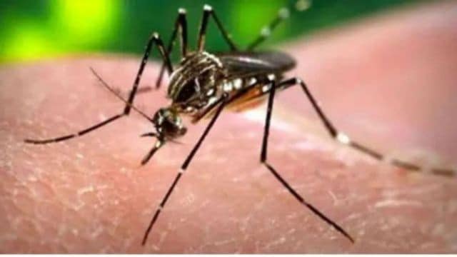 Pregnant Woman Tests Positive for Zika Virus in India: Understanding Its Impact on Fetal Growth