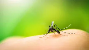 Dengue