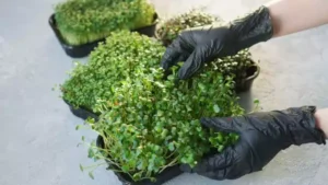 Chia Seed Plants