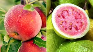 Guava vs. Apple