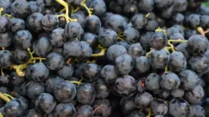 Benefits of Black Grapes