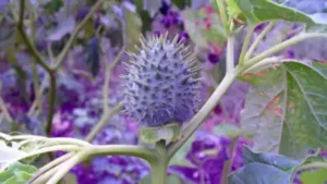 Datura Plant