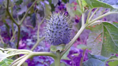 Datura Plant